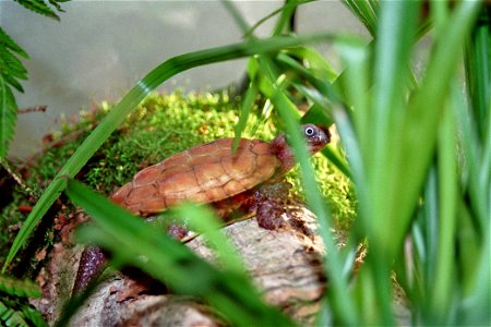 Chinesische Zackenerdschildkröte (Geoemyda spengleri)