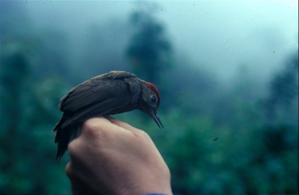 A male Smoky-brown_Woodpecker_(Veniliornis_fumigatus). Picture from the NBII Image Gallery.