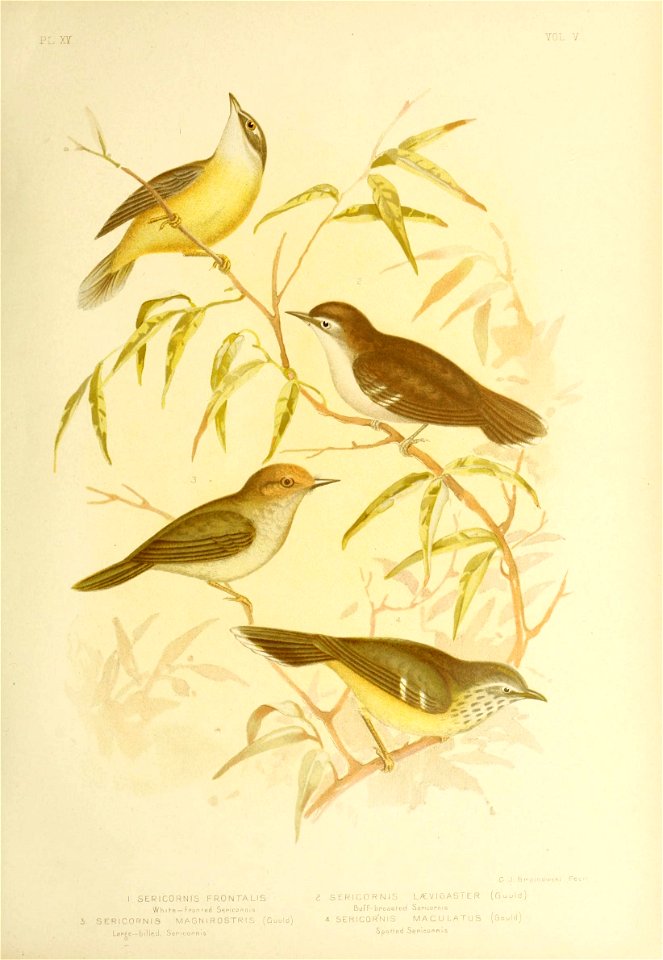PL. XV 
I SERICORNIS FRONTALIS 2 SERICORNIS LALVIGASlER (Gould) 
Whife-fi*onfed Sei-icopms BuFf- breasred Sencoi'n.s 
SERICORNIS MAGNIROSTRIS (Gould) 4. SERICORN IS MACULATUS (Gould) 

Laege-billed. S