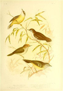 PL. XV 
I SERICORNIS FRONTALIS 2 SERICORNIS LALVIGASlER (Gould) 
Whife-fi*onfed Sei-icopms BuFf- breasred Sencoi'n.s 
SERICORNIS MAGNIROSTRIS (Gould) 4. SERICORN IS MACULATUS (Gould) 

Laege-billed. S
