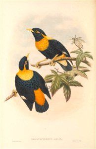 Melanopyrrhus anais = Mino anais in The birds of New Guinea and the adjacent Papuan islands, including many new species recently discovered in Australia. v.4. (Plate 16)
