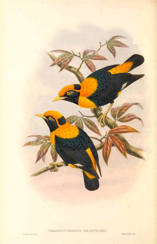 Melanopyrrhus orientalis = Mino anais orientalis in The birds of New Guinea and the adjacent Papuan islands, including many new species recently discovered in Australia. v.4. (Plate 17)
