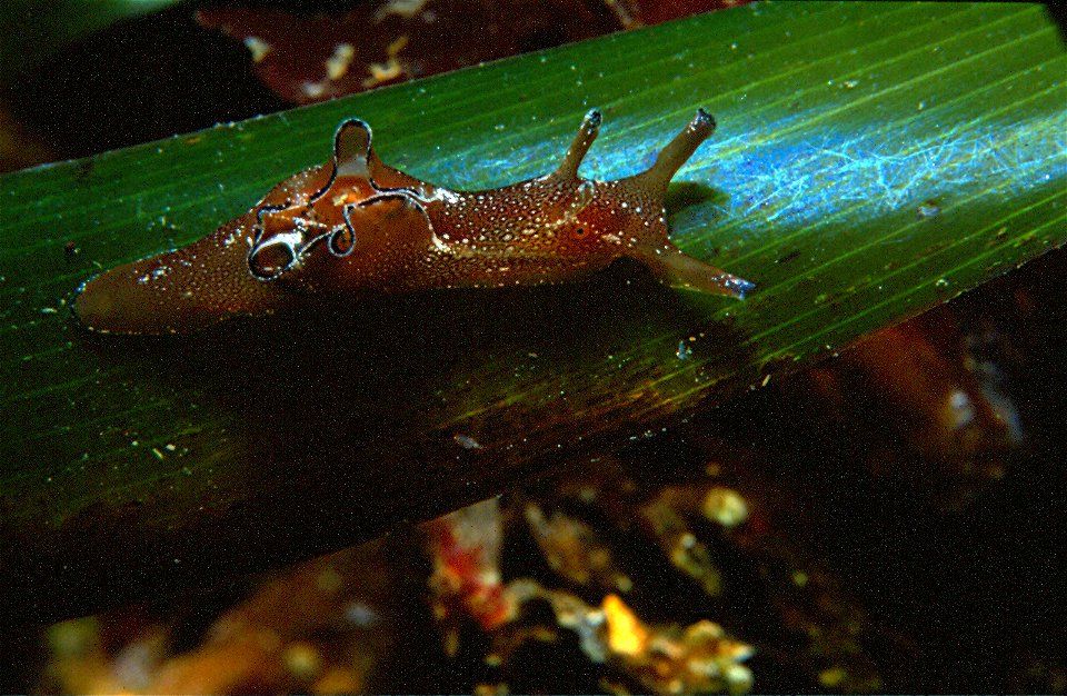 Aplysia punctata juvenile (≈25 mm), Posidonia oceanica (Linnaeus) Delile, 1813 - Port-Vendres : 04/89