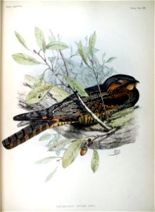 An illustration of a female en:Grey Nightjar (Caprimulgus (indicus) jotaka) from Fauna Japonica