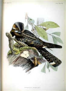 An illustration of a male en:Grey Nightjar (Caprimulgus (indicus) jotaka) from Fauna Japonica