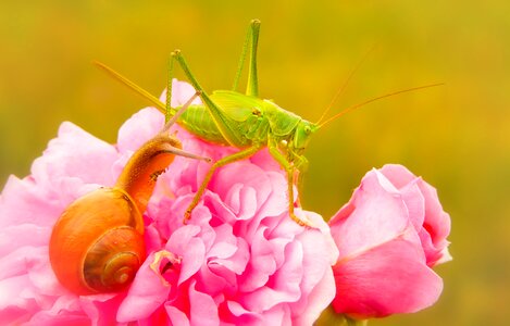 Snail rose animals