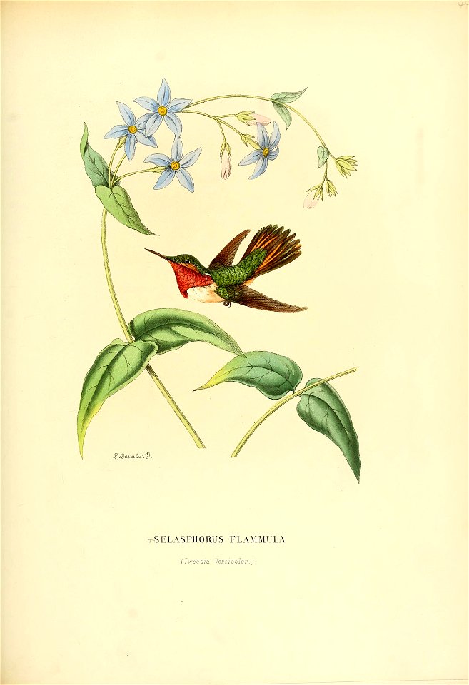 Selasphorus flammula