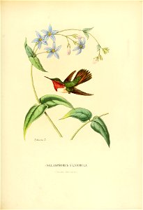 Selasphorus flammula