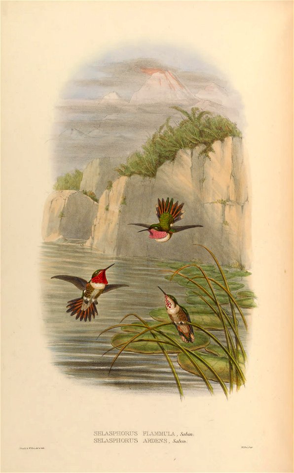 Selasphorus ardens Male, Female
Selasphorus flammula Male