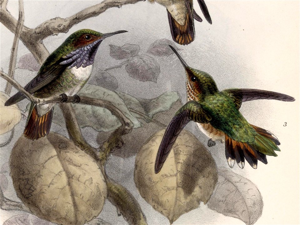 English:  « Selasphorus torridus » = Selasphorus flammula torridus (Subspecies of Volcano Hummingbird) - male and femaleFrançais :  « Selasphorus torridus 