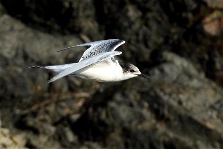 Juvenile white-fronted tern flying past in front of rock (near Wellington, New Zealand) photo
