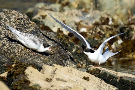 Juvenile white-fronted tern begging parent for food (on the south coast of the North Island of New Zealand, near Wellington) photo