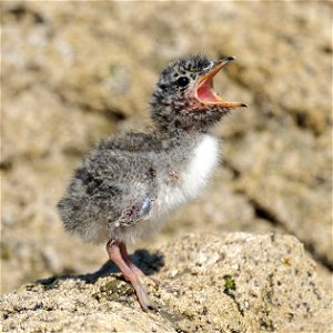 Small white-fronted tern chick calling for parent (south coast of the North Island of New Zealand, near Wellington) photo