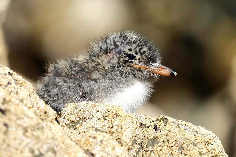 Small white-fronted tern chick sitting on rocks (south coast of the North Island of New Zealand, near Wellington)