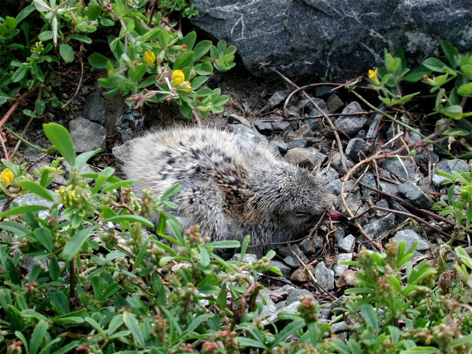 Recently hatched white-fronted tern chick sitting on the ground.  South coast of North Island of New Zealand, near Wellington.