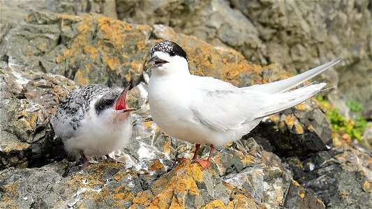 White-fronted tern chick begging parent for food (on the south coast of the North Island of New Zealand, near Wellington) photo