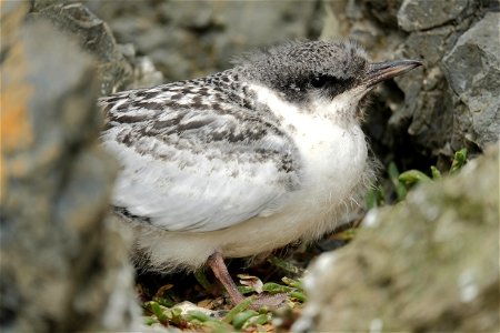 White-fronted tern chick in nest between rocks (on the south coast of the North Island of New Zealand, near Wellington) photo