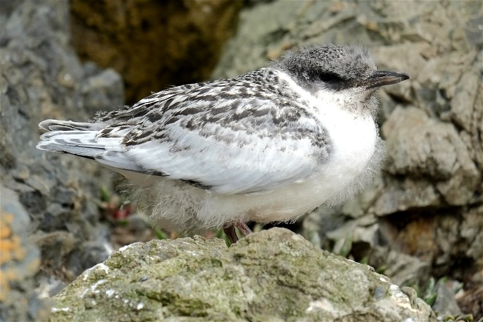 White-fronted tern chick standing on rock (on the south coast of the North Island of New Zealand, near Wellington)