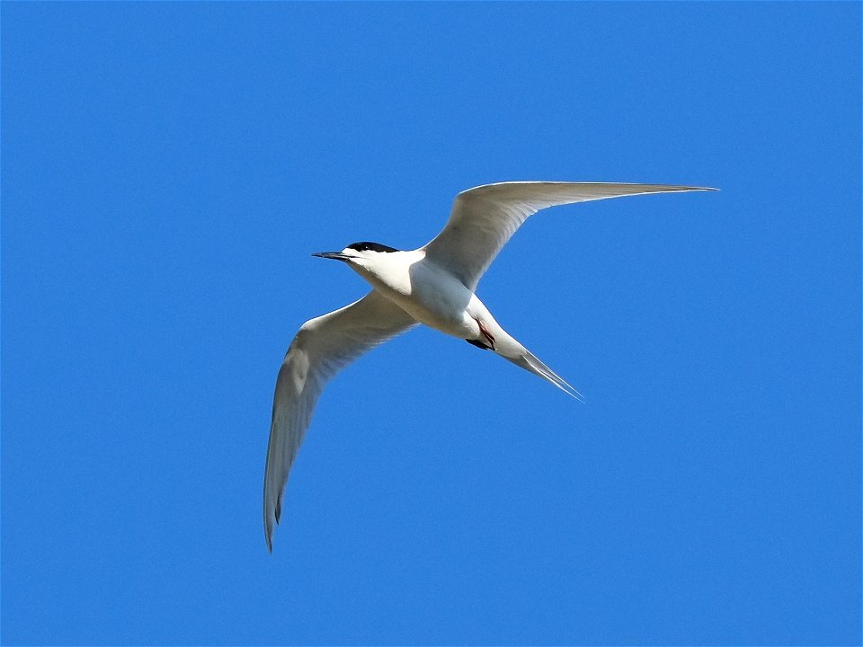 White-fronted tern flying in blue sky (near Wellington, New Zealand)