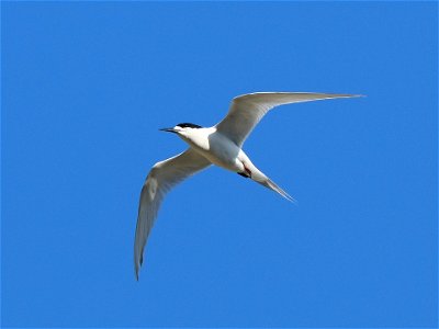 White-fronted tern flying in blue sky (near Wellington, New Zealand) photo