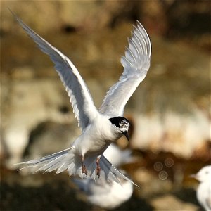 White-fronted tern flapping its wings as it lands (south coast of the North Island of New Zealand, near Wellington) photo