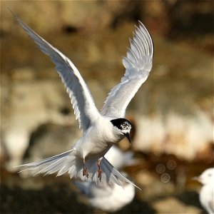 White-fronted tern flapping its wings as it lands (south coast of the North Island of New Zealand, near Wellington)