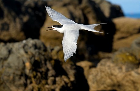 White-fronted tern flying past rocks with beak open (south coast of the North Island of New Zealand, near Wellington) photo