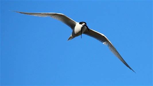 White-fronted tern flying with fish in its beak (near Wellington, New Zealand)