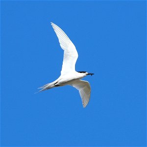 White-fronted tern flying with tiny fish in its beak (near Wellington, New Zealand) photo