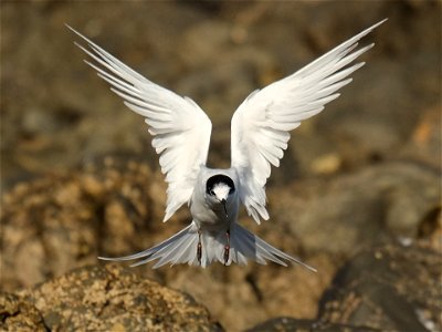 White-fronted tern landing, wings stretched back in a beautiful pose (south coast of the North Island of New Zealand, near Wellington) photo