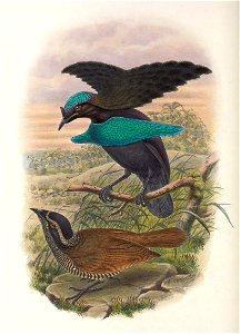 Lophorina minor - Monograph of the Paradiseidae, or Birds of Paradise, and Ptilonorhynchidae, or Bower-birds. v.2 (1891-1898).