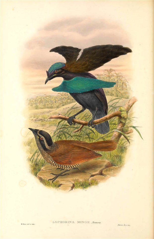 Lophorina minor - The birds of New Guinea and the adjacent Papuan islands : including many new species recently discovered in Australia. v.1 (Plate XIX).