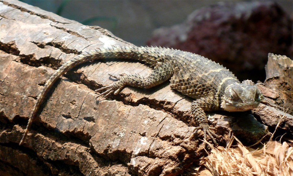 Crevice Spiny Lizard (Sceloporus poinsettii)