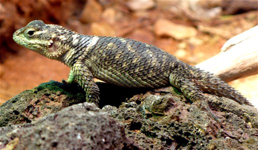 Crevice Spiny Lizard (Sceloporus poinsettii)