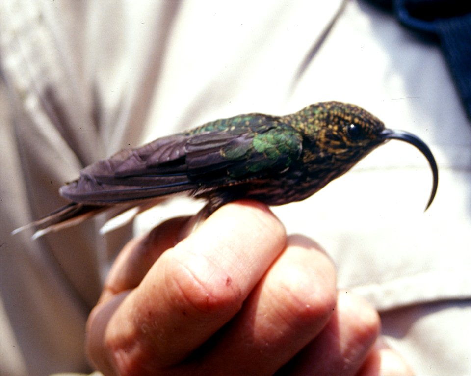White-tipped Sicklebill (Eutoxeres aquila). Sub-adult from Cordillera del Cóndor, Ecuador.