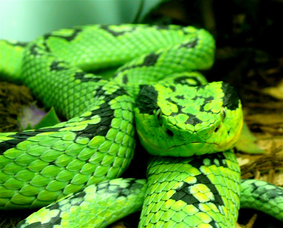 Yellow-blotched palm-pitviper (Bothriechis aurifer)