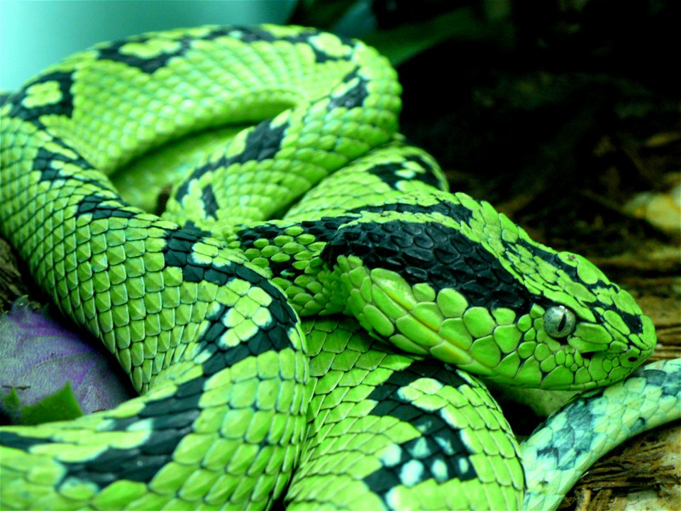 Yellow-blotched palm-pitviper (Bothriechis aurifer)