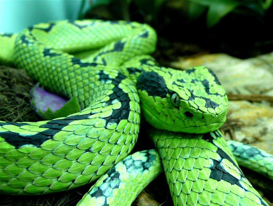 Yellow-blotched palm-pitviper (Bothriechis aurifer)