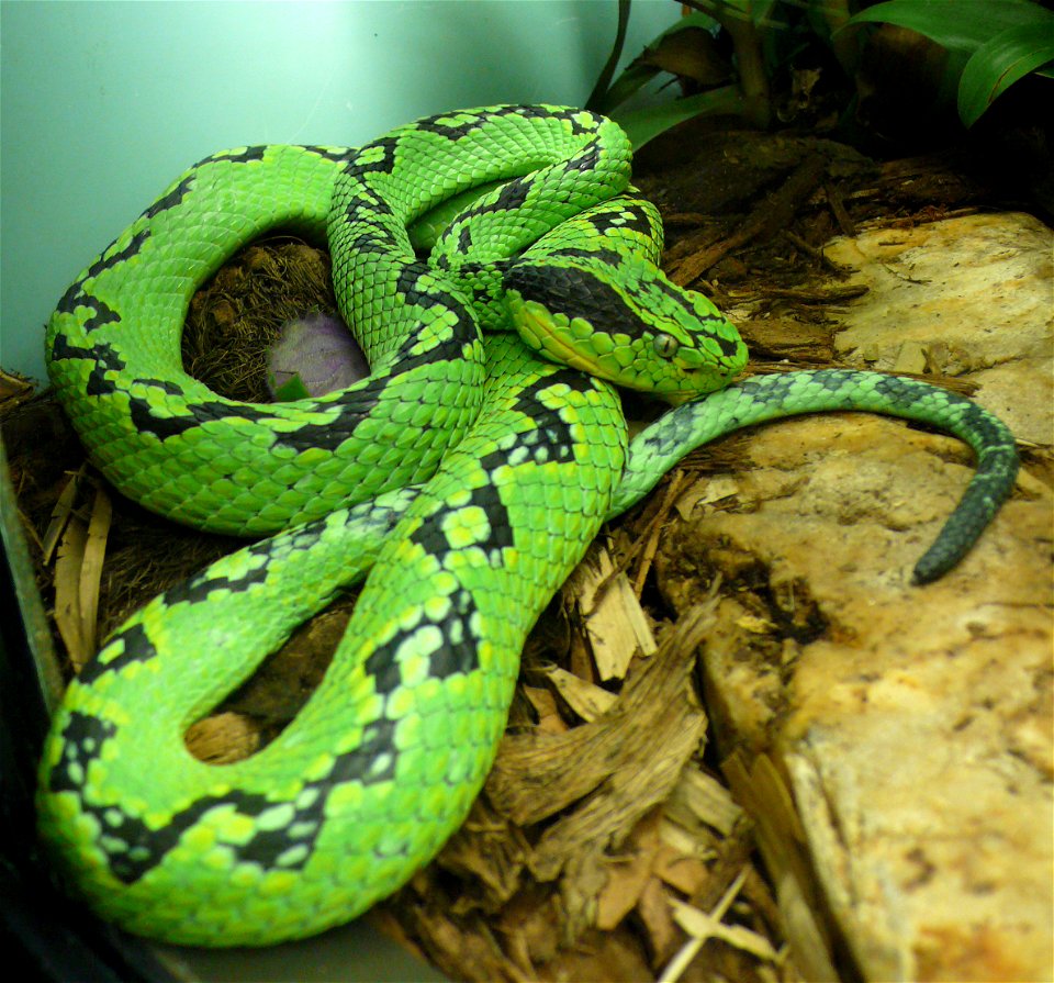 Yellow-blotched palm pitviper (Bothriechis aurifer)