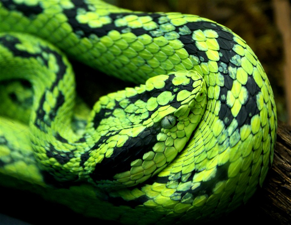 Yellow-blotched palm pitviper (Bothriechis aurifer)