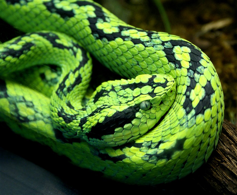 Yellow-blotched palm pitviper (Bothriechis aurifer)