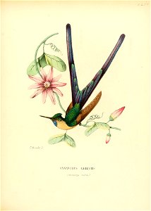 Cyanthus caelestis = Aglaiocercus coelestis[1]