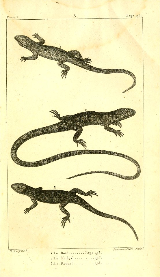 English:  
1. The Greater Martinique skink (Mabuya mabouya)
2. The Many-colored bush anole (Polychrus marmoratus)

3. The Martinique anole Anolis roquetFrançais :  
1. Le Doré