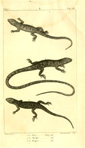 English:  
1. The Greater Martinique skink (Mabuya mabouya)
2. The Many-colored bush anole (Polychrus marmoratus)

3. The Martinique anole Anolis roquetFrançais :  
1. Le Doré