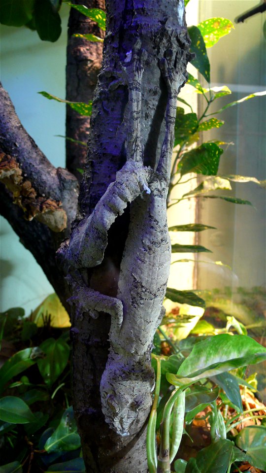 Giant leaf-tail gecko Uroplatus fimbriatus