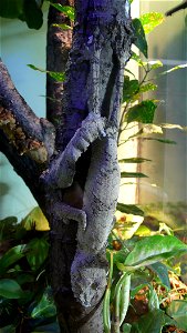 Giant leaf-tail gecko Uroplatus fimbriatus photo