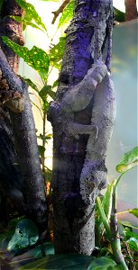 Giant leaf-tail gecko Uroplatus fimbriatus photo