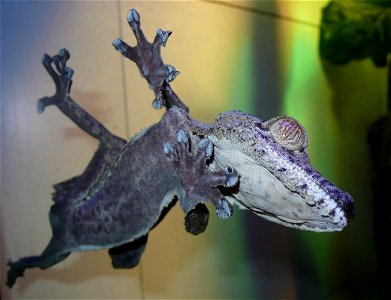 Giant leaf-tail gecko Uroplatus fimbriatus clinging to glass photo