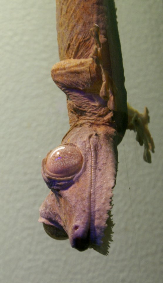 Giant leaf-tail gecko Uroplatus fimbriatus clinging to glass