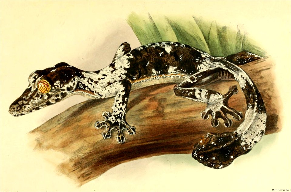 English:  « Uroplates fimbriatus lichenius » = Uroplatus fimbriatus (Giant leaf-tailed gecko)Français :  « Uroplates fimbriatus lichenius » = Uroplatus fim